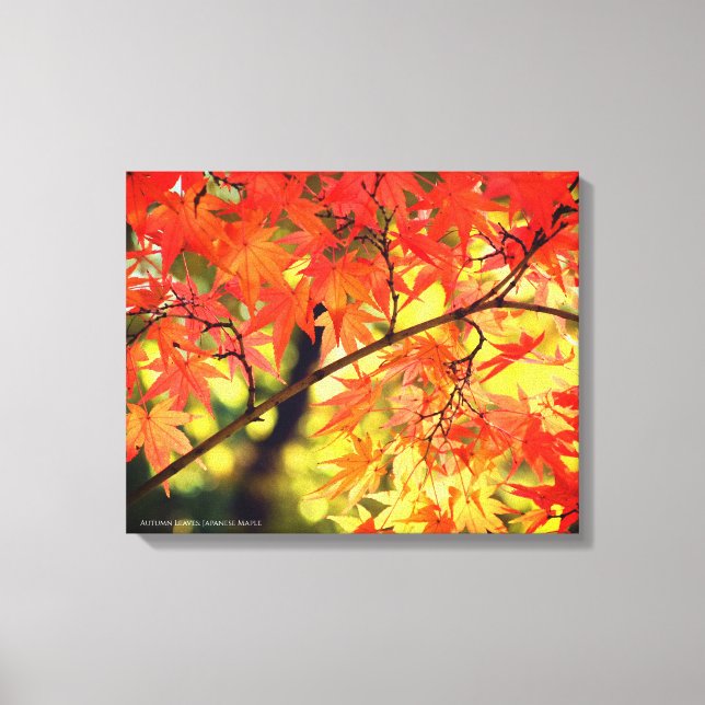 Autumn Leaves [Canvas Print] Canvastryck (Framsida)