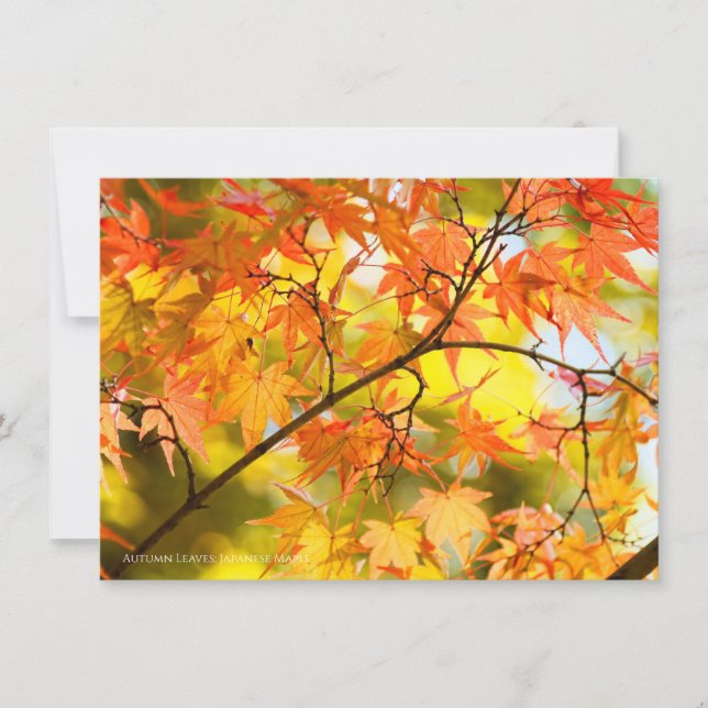 Autumn Leaves [Flat Card] Meddelande (Framsida)