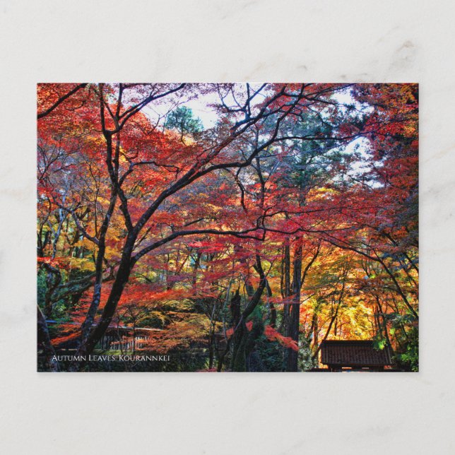 Autumn Leaves: Kourannkei [Postcard] Vykort (Framsida)