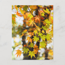 Autumn Leaves [Postcard] Vykort