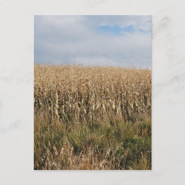 Autumn Maj Harvest Vykort (Framsida)