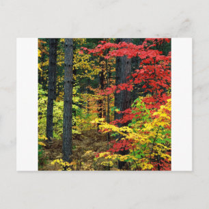 Autumn Michigan Vykort
