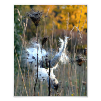 Autumn Milkweed Fototryck