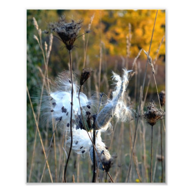 Autumn Milkweed Fototryck (Framsidan)