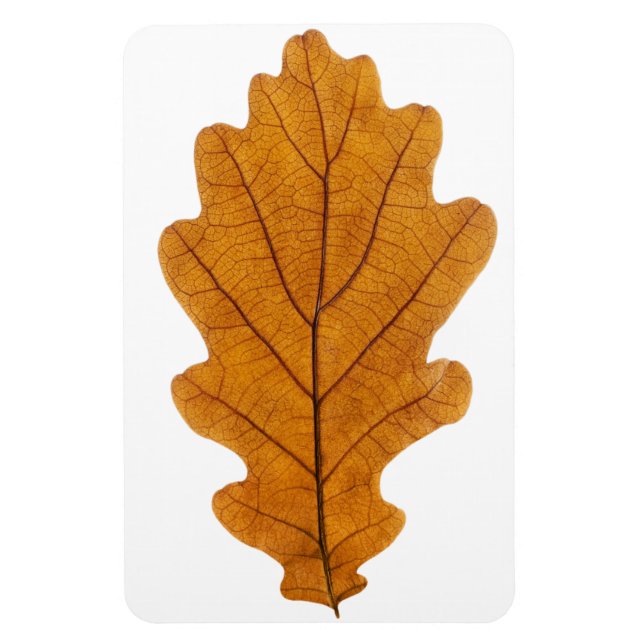 Autumn Oak löv Magnet (Vertikal)