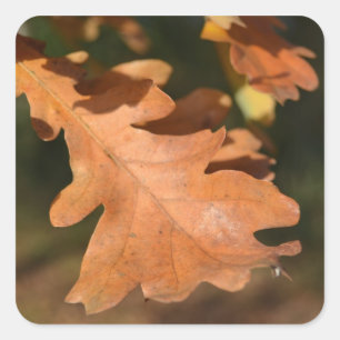 Autumn Oak Löv Stickers Fyrkantigt Klistermärke