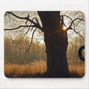 Autumn Oak Musmatta