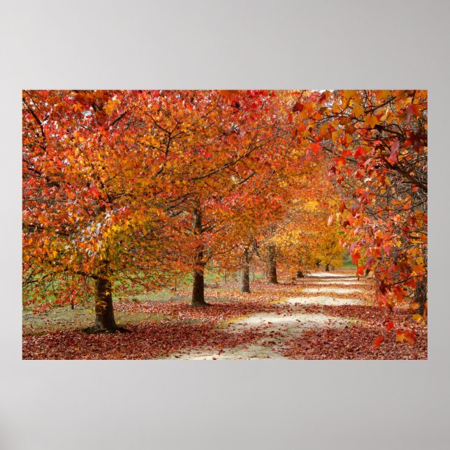 Autumn Pathway Poster (Framsidan)