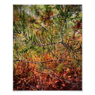 Autumn Pine Needles  Fototryck