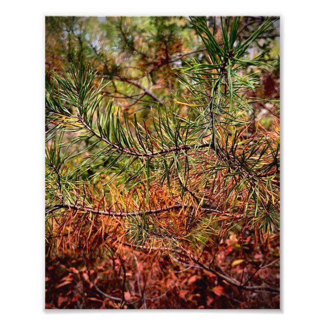 Autumn Pine Needles  Fototryck (Framsidan)