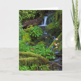 Autumn Rainforest Nationalpark i Olympiska spele Kort