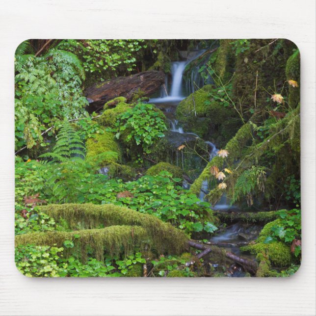 Autumn Rainforest | Nationalpark i Olympiska spele Musmatta (Framsidan)
