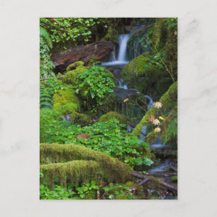 Autumn Rainforest Nationalpark i Olympiska spele Vykort
