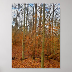 Autumn Stream Poster