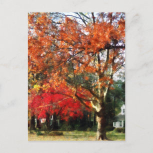 Autumn Sycamore Träd Vykort