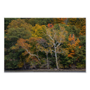 Autumn Sycamores Fototryck