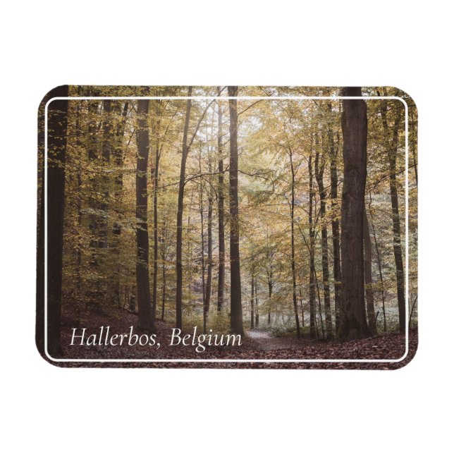 Autumn Träd, Hallerbos, Belgien Magnet (Horisontell)