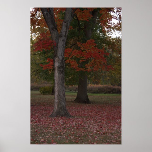 Autumn Trees Photo Poster  (Framsidan)