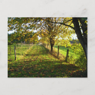Autumn Walk Vykort