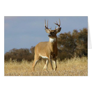 Autumn Whitetail Buck Hälsningskort