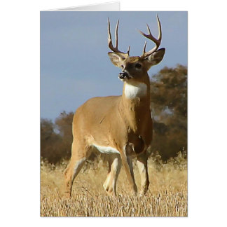 Autumn Whitetail Buck Hälsningskort