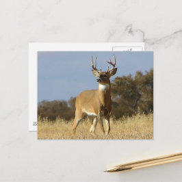 Autumn Whitetail Buck Vykort