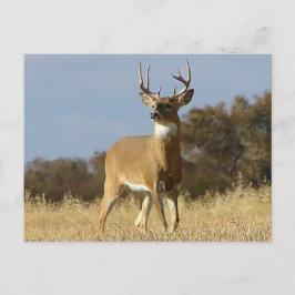 Autumn Whitetail Buck Vykort