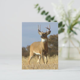 Autumn Whitetail Buck Vykort