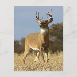 Autumn Whitetail Buck Vykort