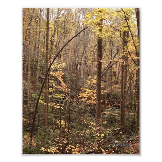 Autumn Woodland Fototryck (Framsidan)