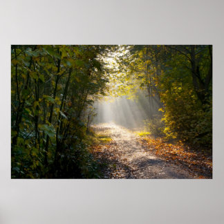 Autumn Woodland Väg med solstrålar Poster