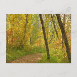 Autumn Woodlands Vykort