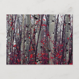 Autumnal Aspen Vykort