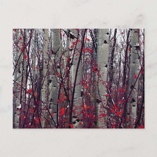 Autumnal Aspen Vykort (Framsida)