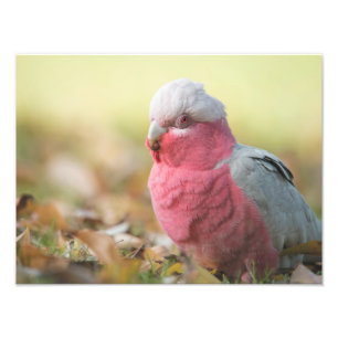 Autumnal Galah 12x16-tums fotoutskrift Fototryck