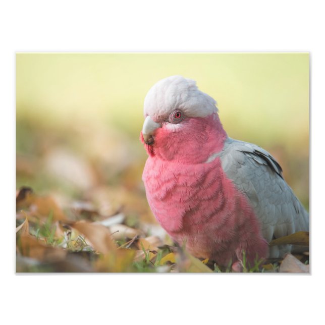 Autumnal Galah 12x16-tums fotoutskrift Fototryck (Framsidan)