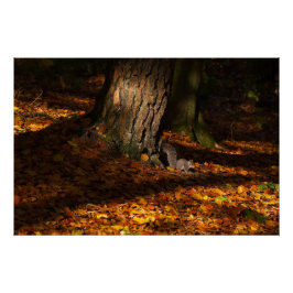 Autumnalskog med träd och ekorre perfect poster