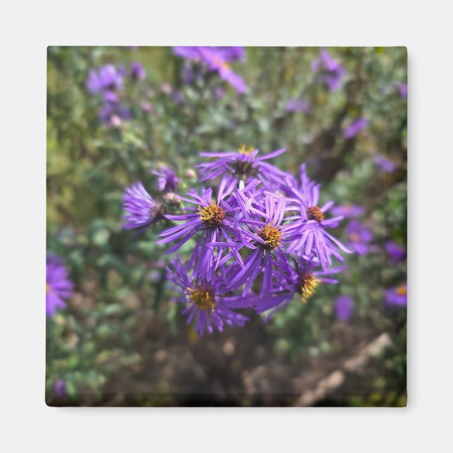 Autumn's Purple Glow Magnet (Framsidan)