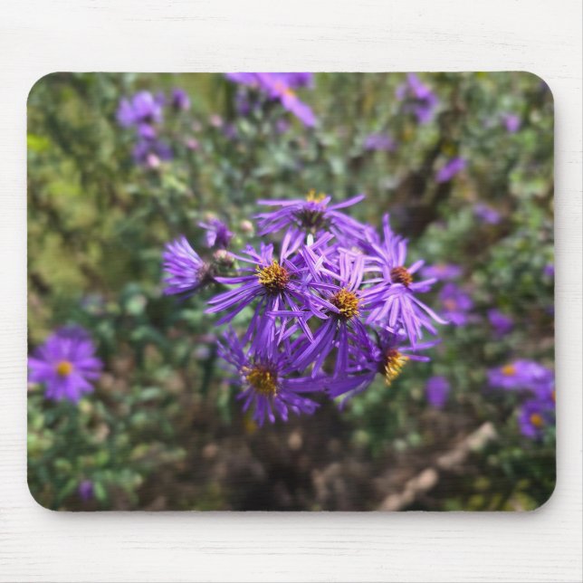 Autumn's Purple Glow Musmatta (Framsidan)