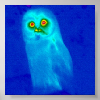 av uggla poster