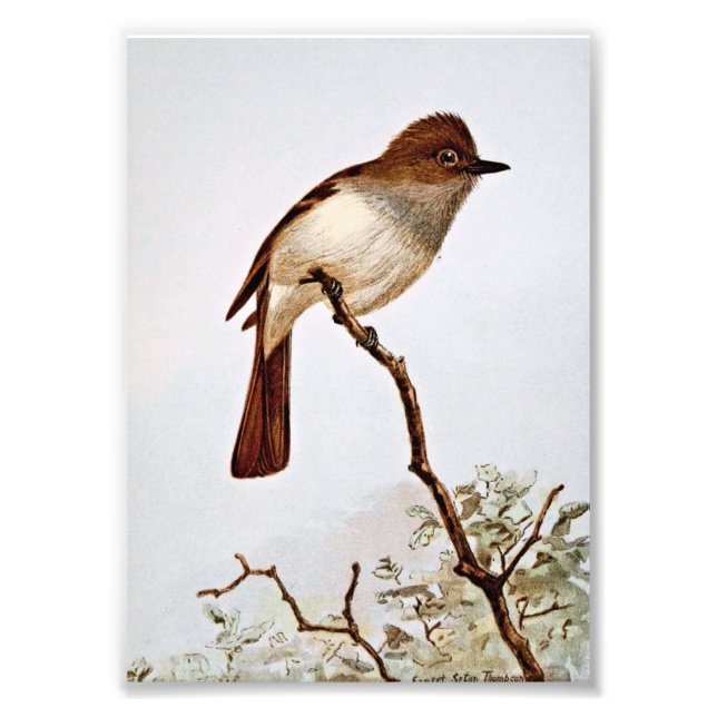  av Vintage av bestruken Flycatcher Fototryck (Framsidan)