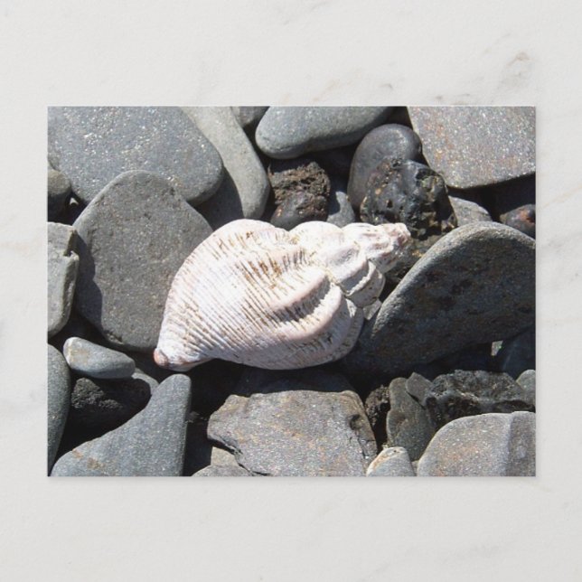av vykortet Seashore Vykort (Framsida)