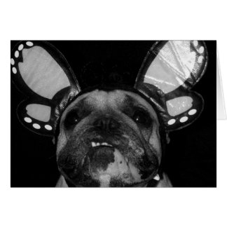 Ava Butterfly-kort OBS Kort