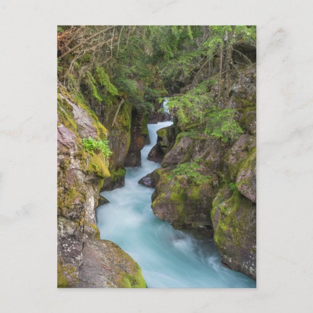 Avalanche Creek, Glacier National Park, Montana Vykort (Framsida)