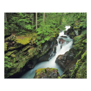 Avalanche Gorge i Glacier National Park i Fototryck