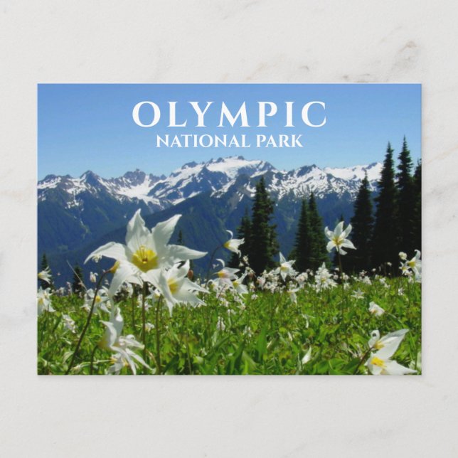 Avalanche Lilies, Mountain, Olympic National Park Vykort (Framsida)