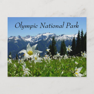 Avalanche Lilies, Mountain, Olympic National Park Vykort