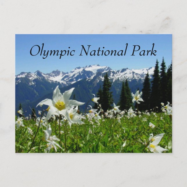 Avalanche Lilies, Mountain, Olympic National Park Vykort (Framsida)