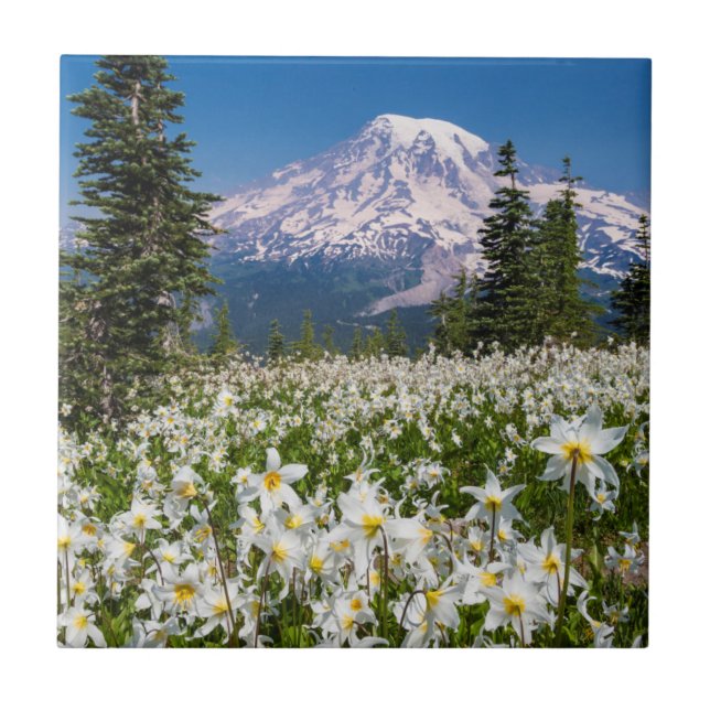 Avalanche lilies och Mount Rainier 2 Kakelplatta (Framsidan)