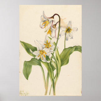Avalanche Lily (Erytronium montanum) Poster
